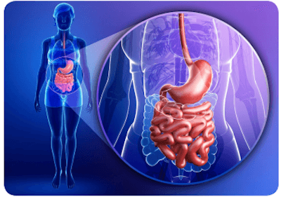 Premier Psyllium Fiber Intestine Diagram